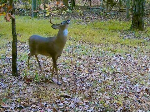 Tiny photo for 0 14528 Lee Jackson Hwy Hwy, Big Island, VA 24526 (MLS # 365006)