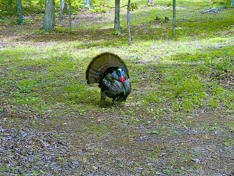 Tiny photo for 0 14528 Lee Jackson Hwy Hwy, Big Island, VA 24526 (MLS # 365006)