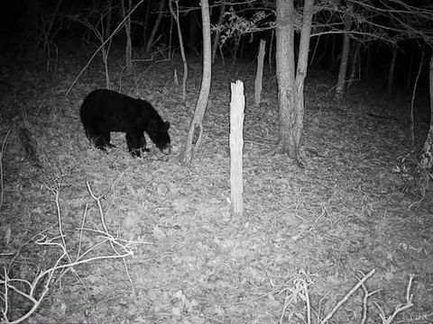 Tiny photo for 0 14528 Lee Jackson Hwy Hwy, Big Island, VA 24526 (MLS # 365006)