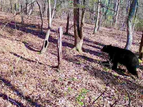 Tiny photo for 0 14528 Lee Jackson Hwy Hwy, Big Island, VA 24526 (MLS # 365006)