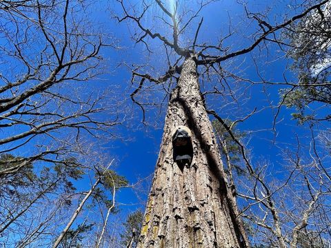 Tiny photo for 0 14528 Lee Jackson Hwy Hwy, Big Island, VA 24526 (MLS # 365006)