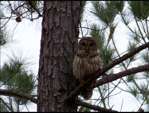 Tiny photo for 5050 Falkland Road, Scottsburg, VA 24589 (MLS # 363201)