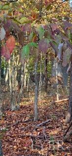2 Cottage Charm Road, Goode, Virginia image 10