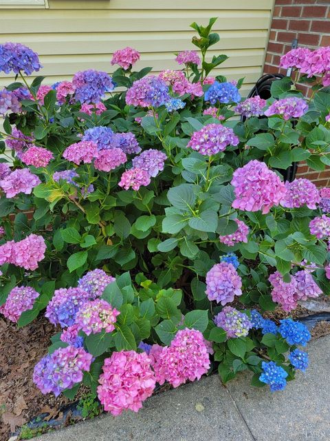 Tiny photo for 3105 Horseshoe Road, Appomattox, VA 24522 (MLS # 361583)