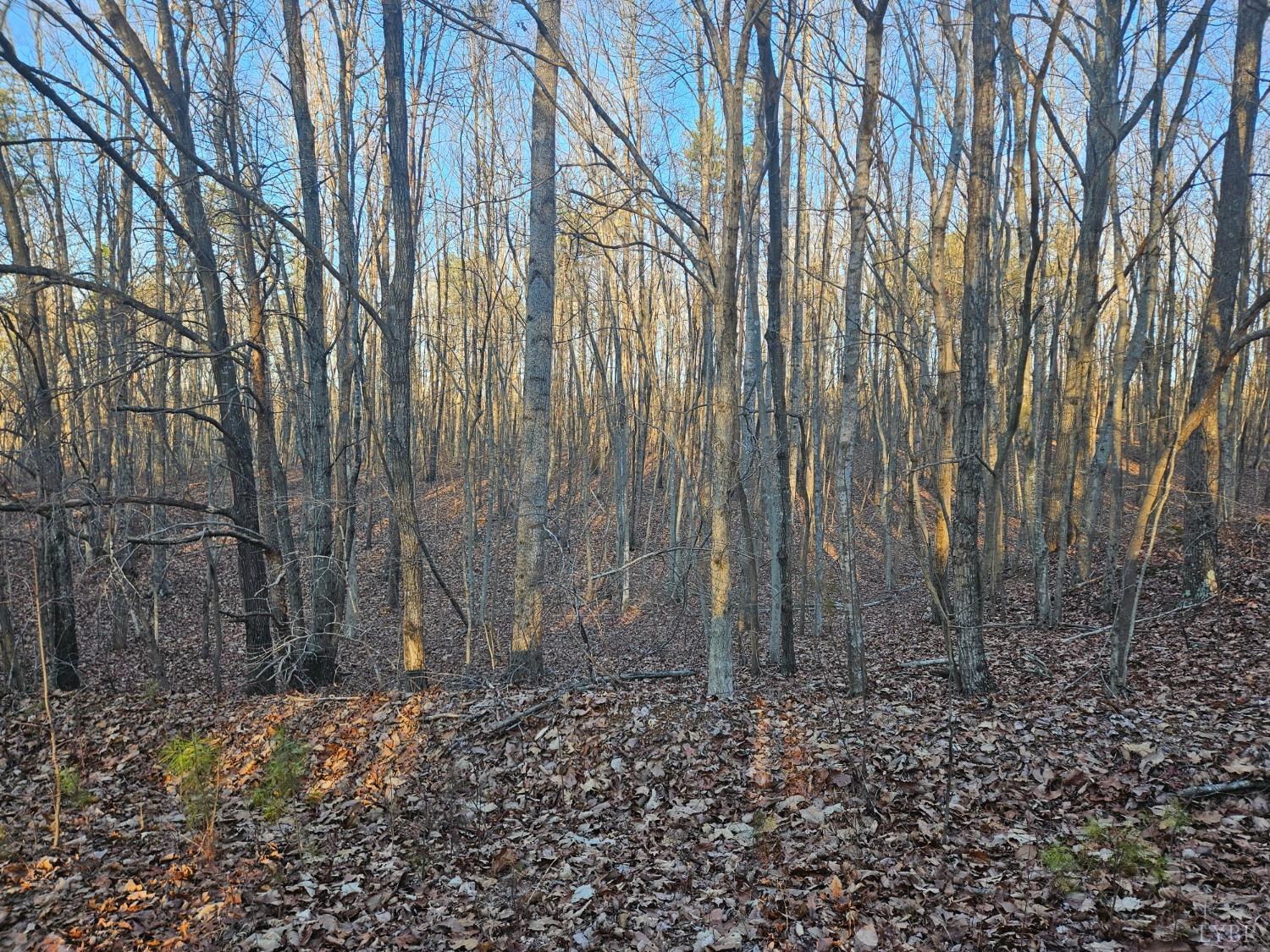 Camellia Lane, Hurt, Virginia image 3