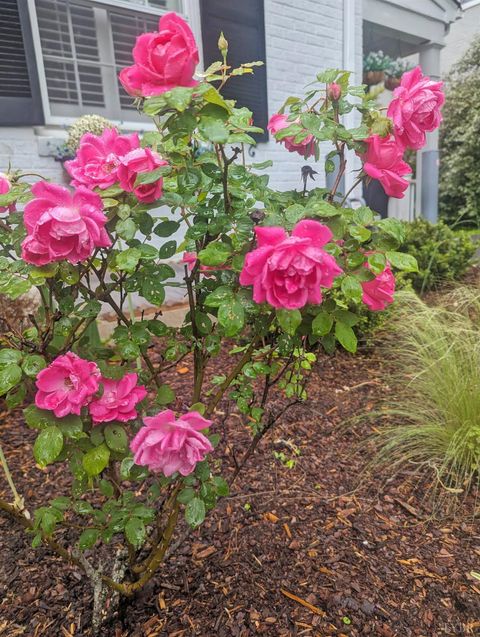 Tiny photo for 3906 Royal Boulevard, Lynchburg, VA 24503 (MLS # 364592)