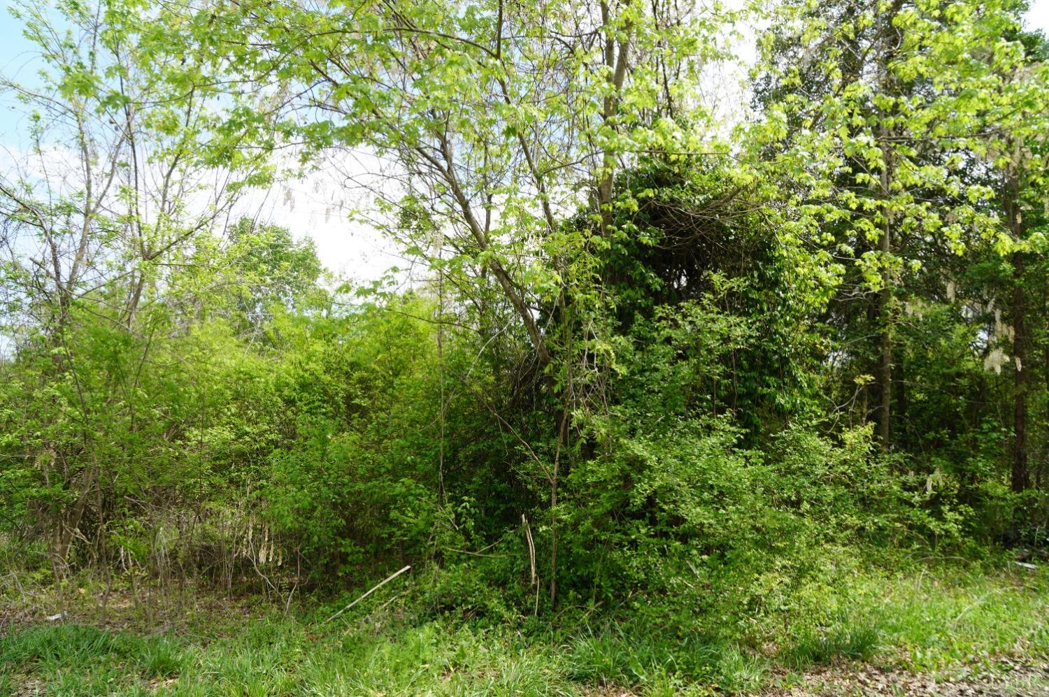 Marshall Street, Brookneal, Virginia image 6