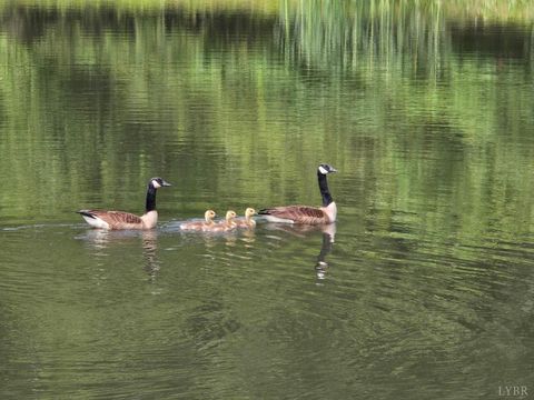 Tiny photo for 1350 Country Estates Drive, Lowry, VA 24570 (MLS # 364897)