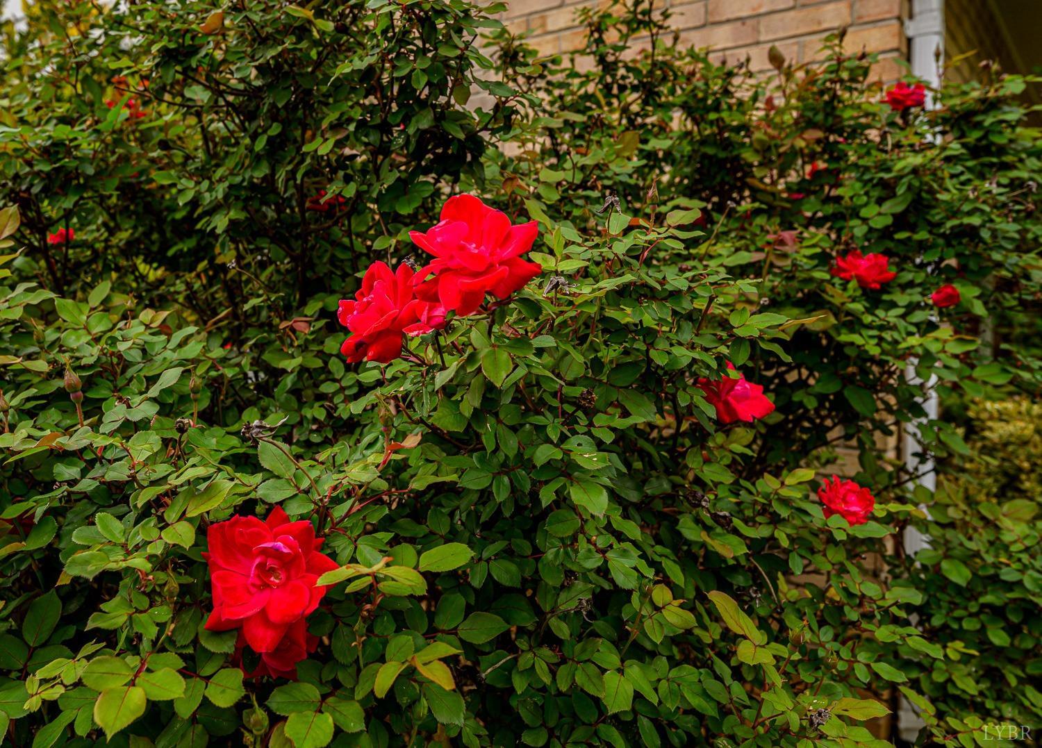139 Old Main Street, Brookneal, Virginia image 2