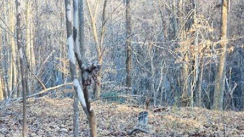 Tiny photo for 0 Jackrabbit Lane, Coleman Falls, VA 24536 (MLS # 364236)