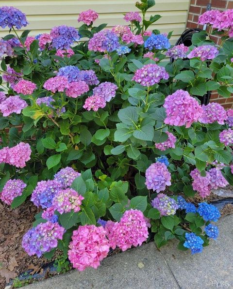 Tiny photo for 3105 Horseshoe Road, Appomattox, VA 24522 (MLS # 364671)