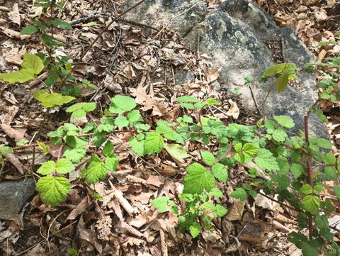 Tiny photo for 0 Rockfish Heights, Nellysford, VA 22958 (MLS # 365920)