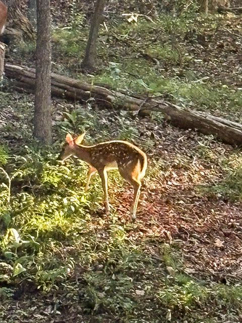 Tiny photo for 409 Lake Vista Drive, Forest, VA 24551 (MLS # 363208)