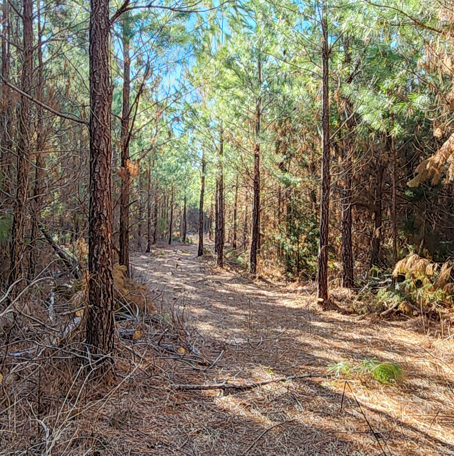 Cameron Lane, Nathalie, Virginia image 2