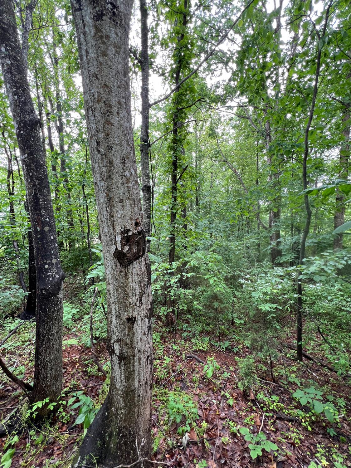 Crestview Drive, Rustburg, Virginia image 1