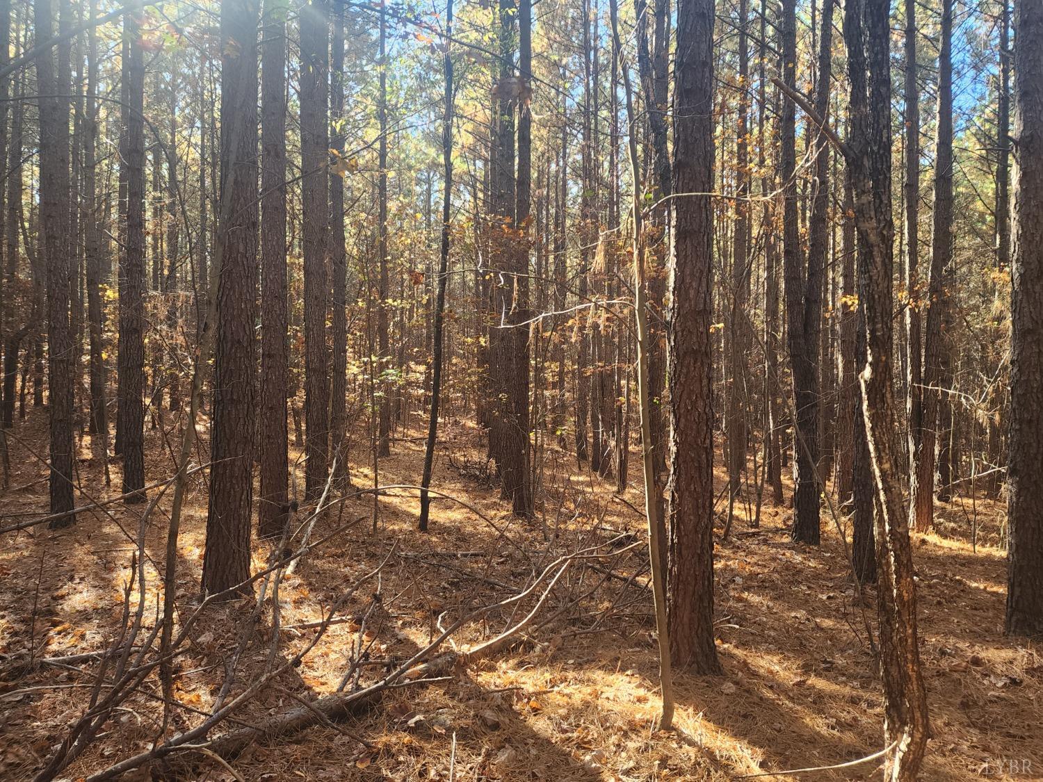 Hughes Road, Gladys, Virginia image 3