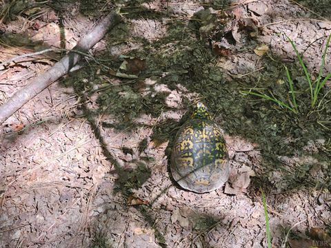 Tiny photo for 0 W James Anderson Highway, Gladstone, VA 24553 (MLS # 365525)