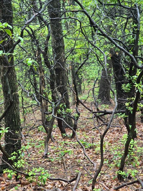 Tiny photo for 0 TBD Audrey Lane, Montvale, VA 24122 (MLS # 366350)