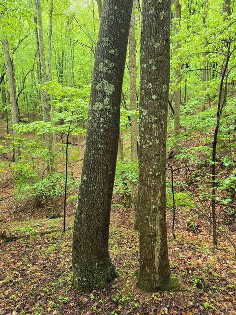 Tiny photo for 0 TBD Audrey Lane, Montvale, VA 24122 (MLS # 366350)