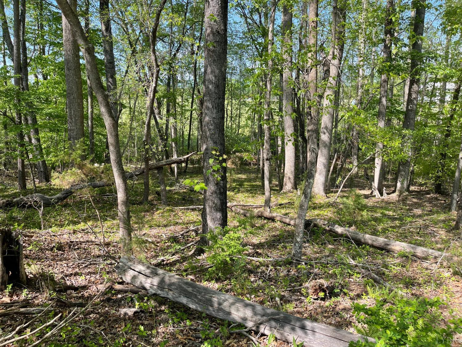 Quarles Road, Thaxton, Virginia image 9