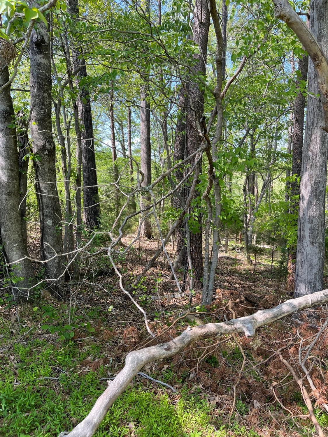 Quarles Road, Thaxton, Virginia image 10