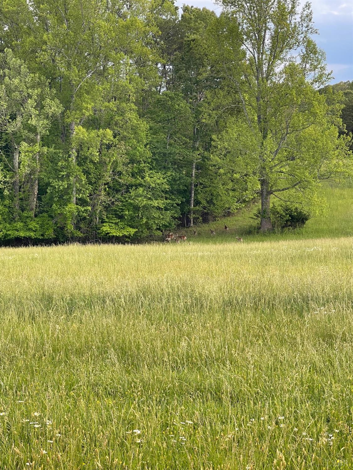 Quarles Road, Thaxton, Virginia image 15