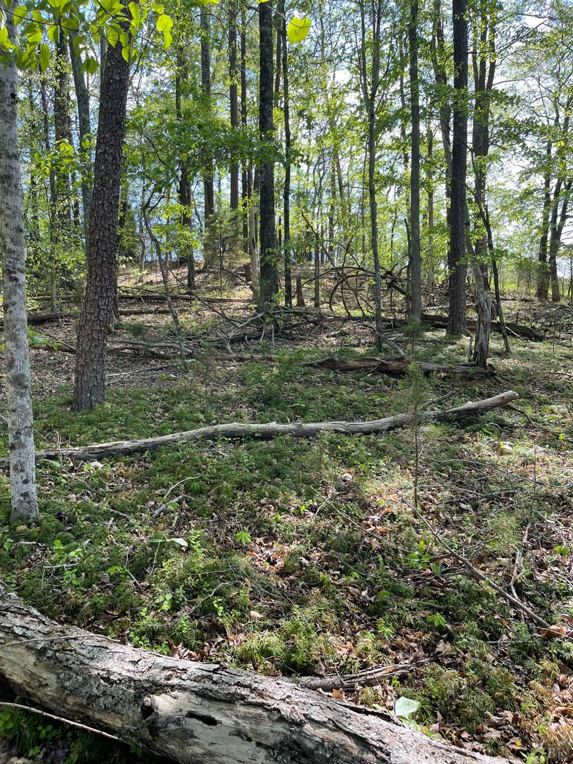 Quarles Road, Thaxton, Virginia image 8