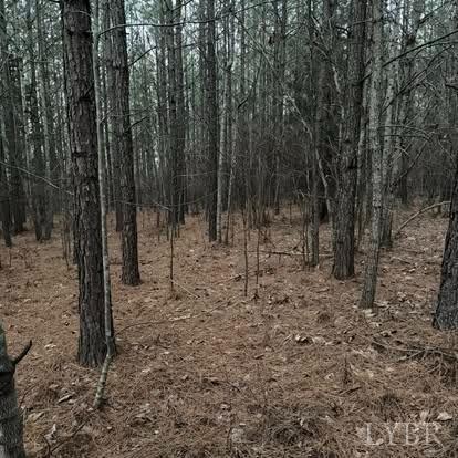 Piney Mountain Road, Appomattox, Virginia image 7