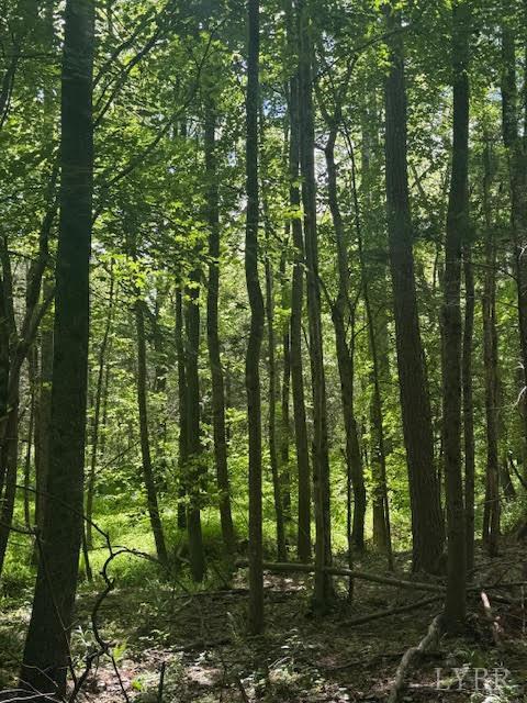 Piney Mountain Road, Appomattox, Virginia image 11
