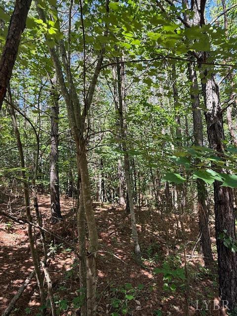 Piney Mountain Road, Appomattox, Virginia image 16