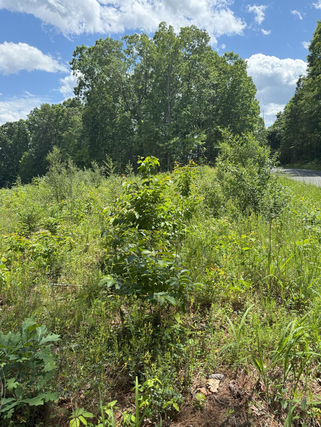 Cutbanks Road, Appomattox, Virginia image 2