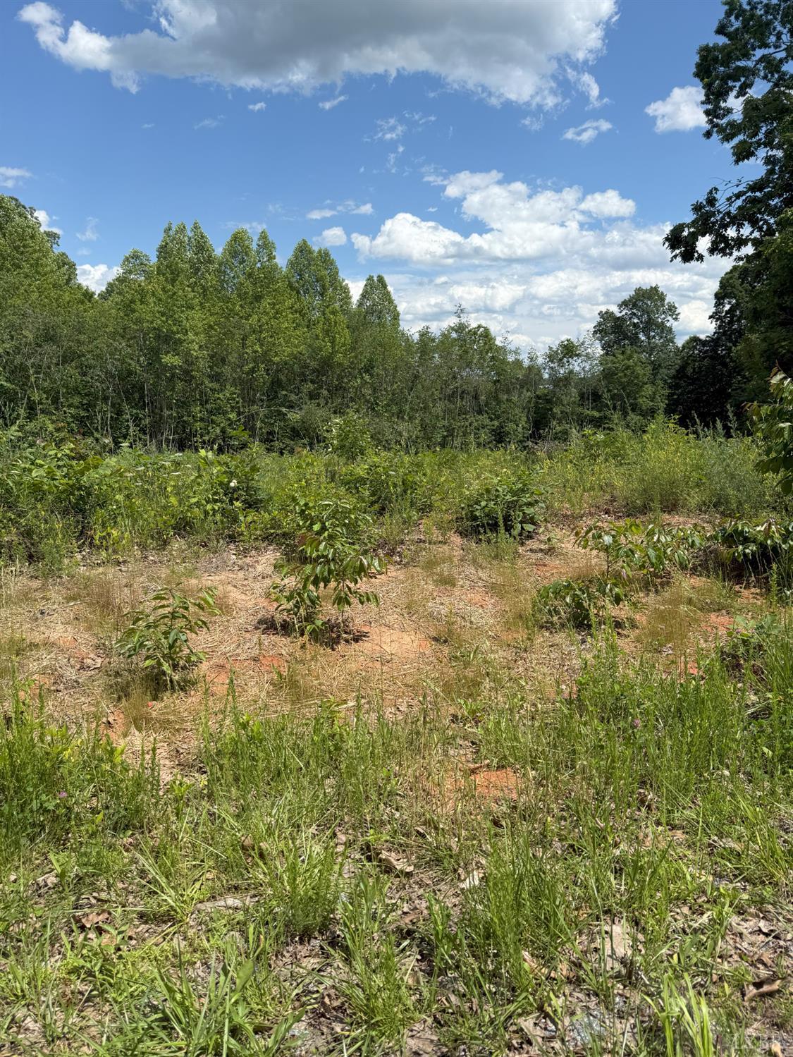 Cutbanks Road, Appomattox, Virginia image 5