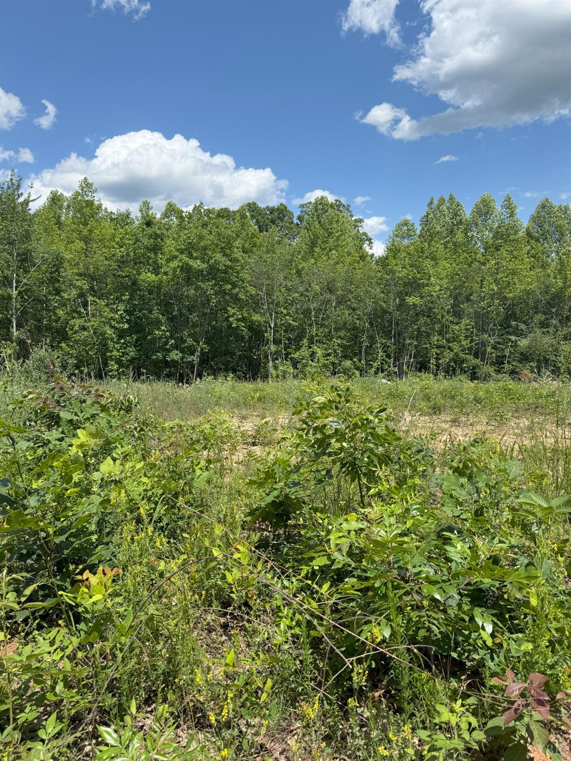 Cutbanks Road, Appomattox, Virginia image 7