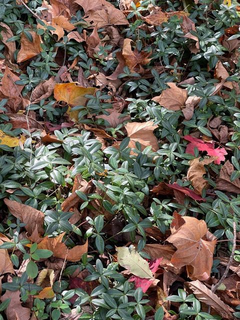 Tiny photo for 0 Hunting Creek Road, Big Island, VA 24526 (MLS # 362759)