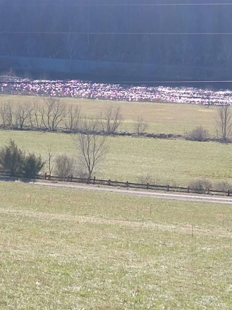 Tiny photo for 0 Wilderness Creek Rd, Monroe, VA 24574 (MLS # 366218)