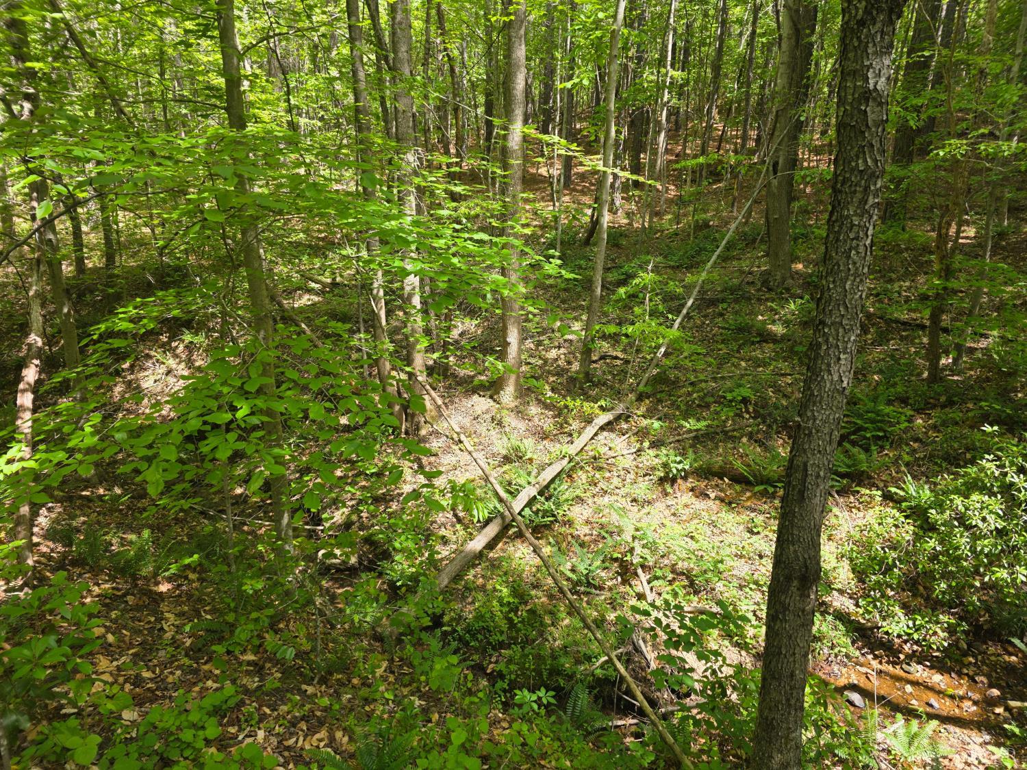 Holiday Lake Road, Appomattox, Virginia image 4