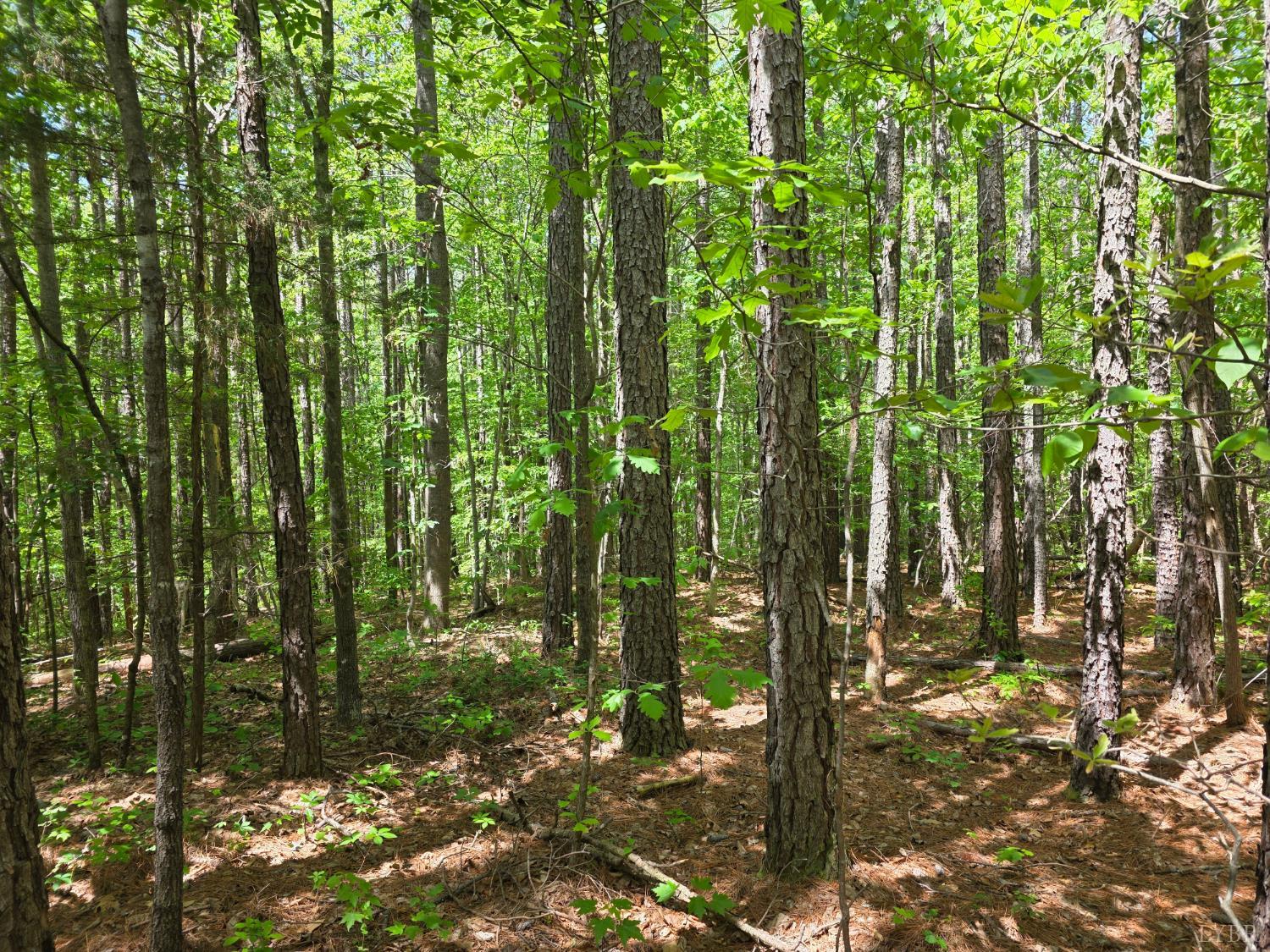Holiday Lake Road, Appomattox, Virginia image 9