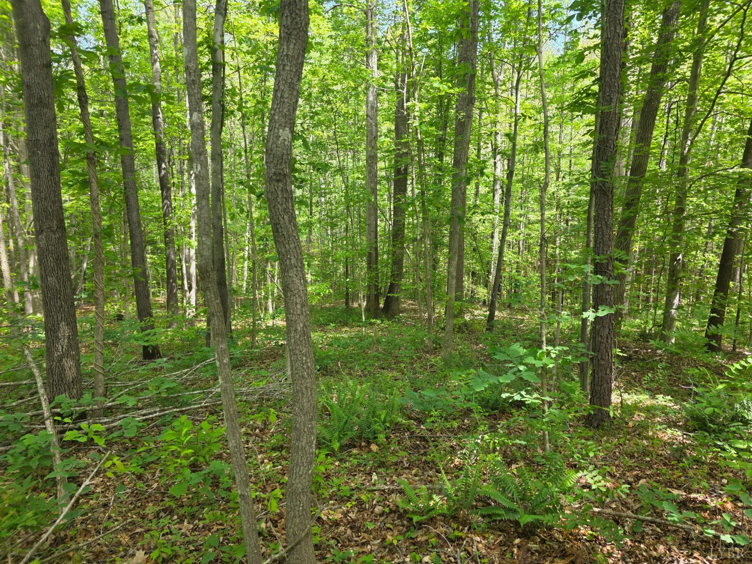 Holiday Lake Road, Appomattox, Virginia image 3