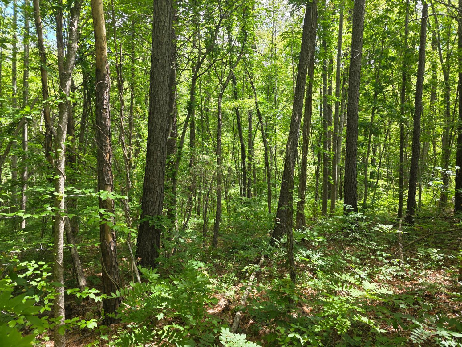 Holiday Lake Road, Appomattox, Virginia image 2