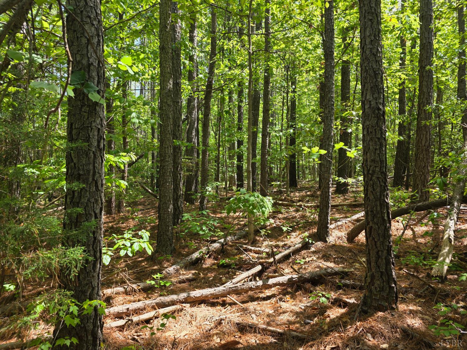 Holiday Lake Road, Appomattox, Virginia image 8