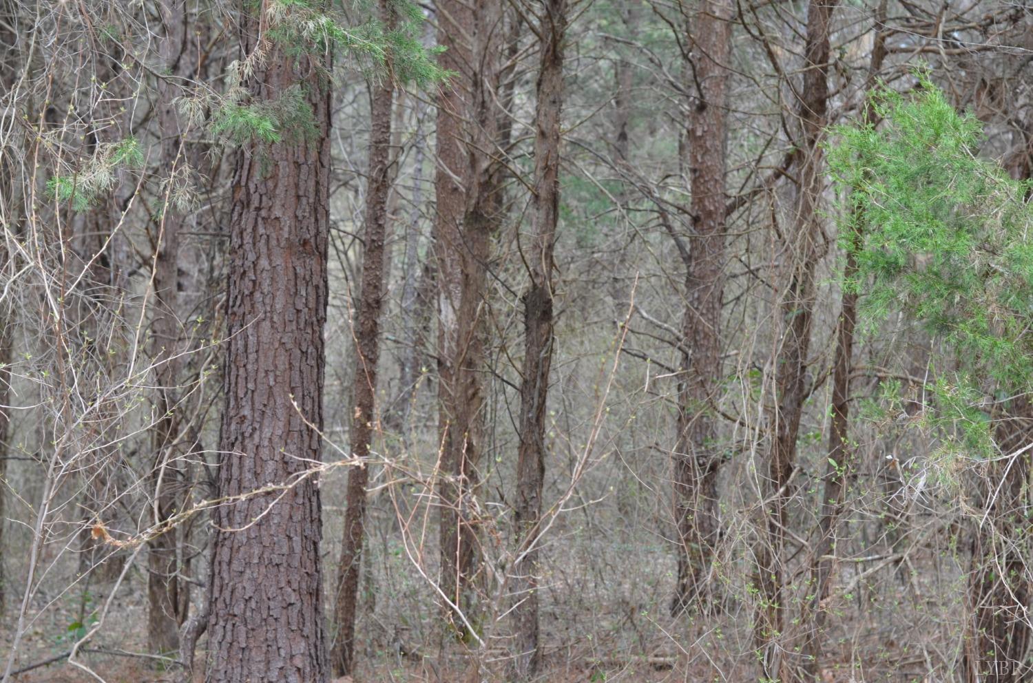 Lynch Road, Altavista, Virginia image 3