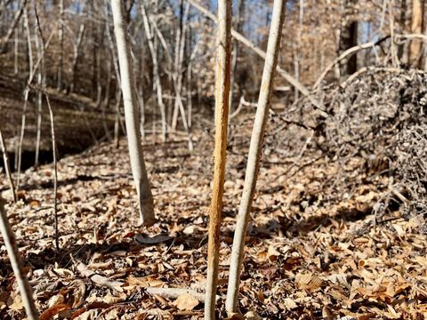 Tiny photo for 0 Salem Road, Schuyler, VA 22969 (MLS # 364167)