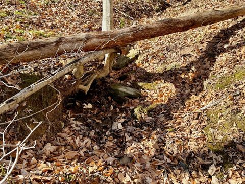 Tiny photo for 0 Salem Road, Schuyler, VA 22969 (MLS # 364167)