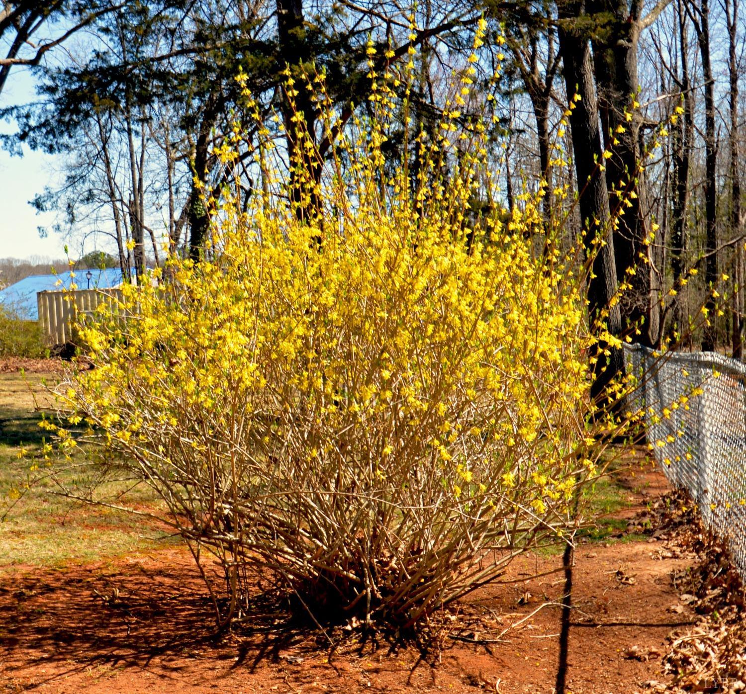1500 Brookville Lane, Lynchburg, Virginia image 31