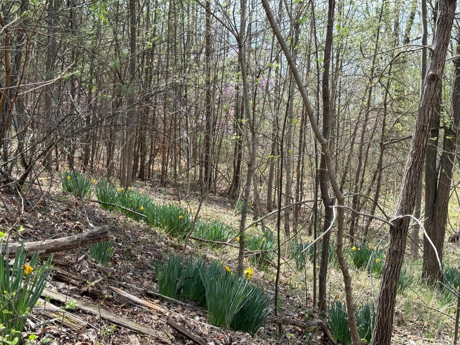 Murray Hollow Road, Thaxton, Virginia image 1