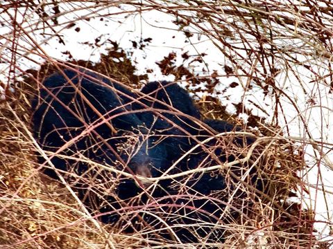 Tiny photo for 0 Depot Lane, Nathalie, VA 24577 (MLS # 364375)