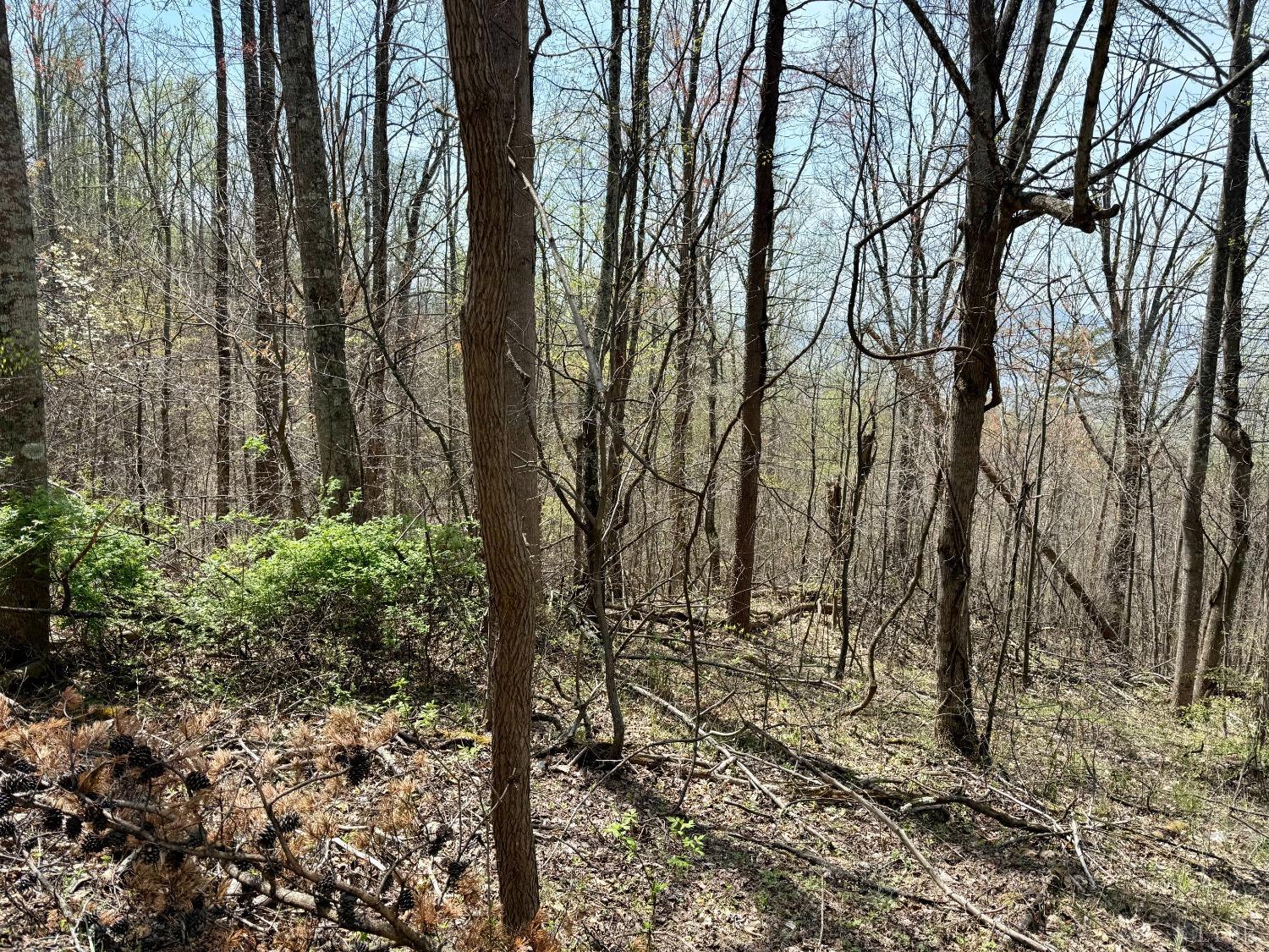 Murray Hollow Road, Thaxton, Virginia image 4