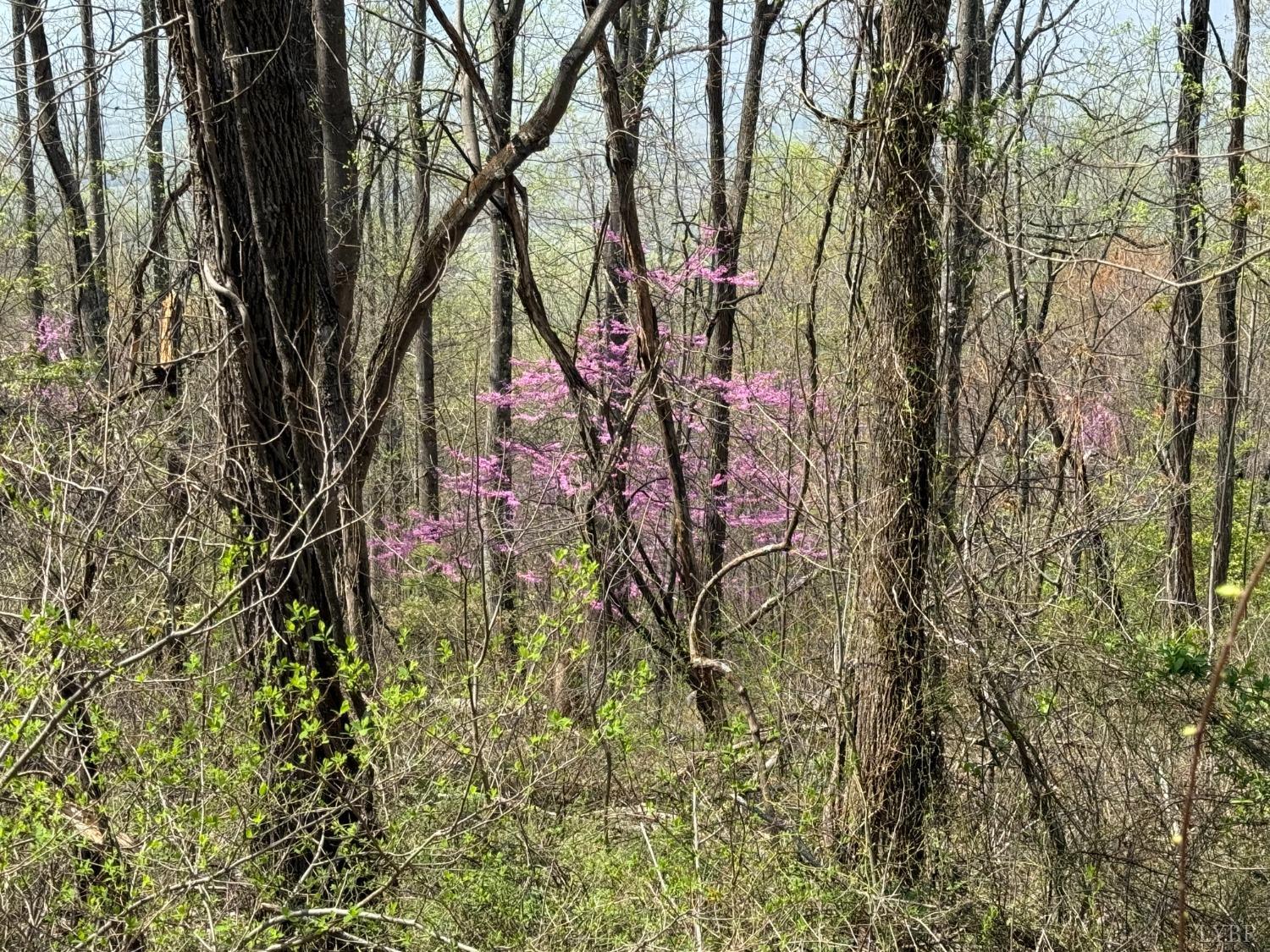 Murray Hollow Road, Thaxton, Virginia image 6