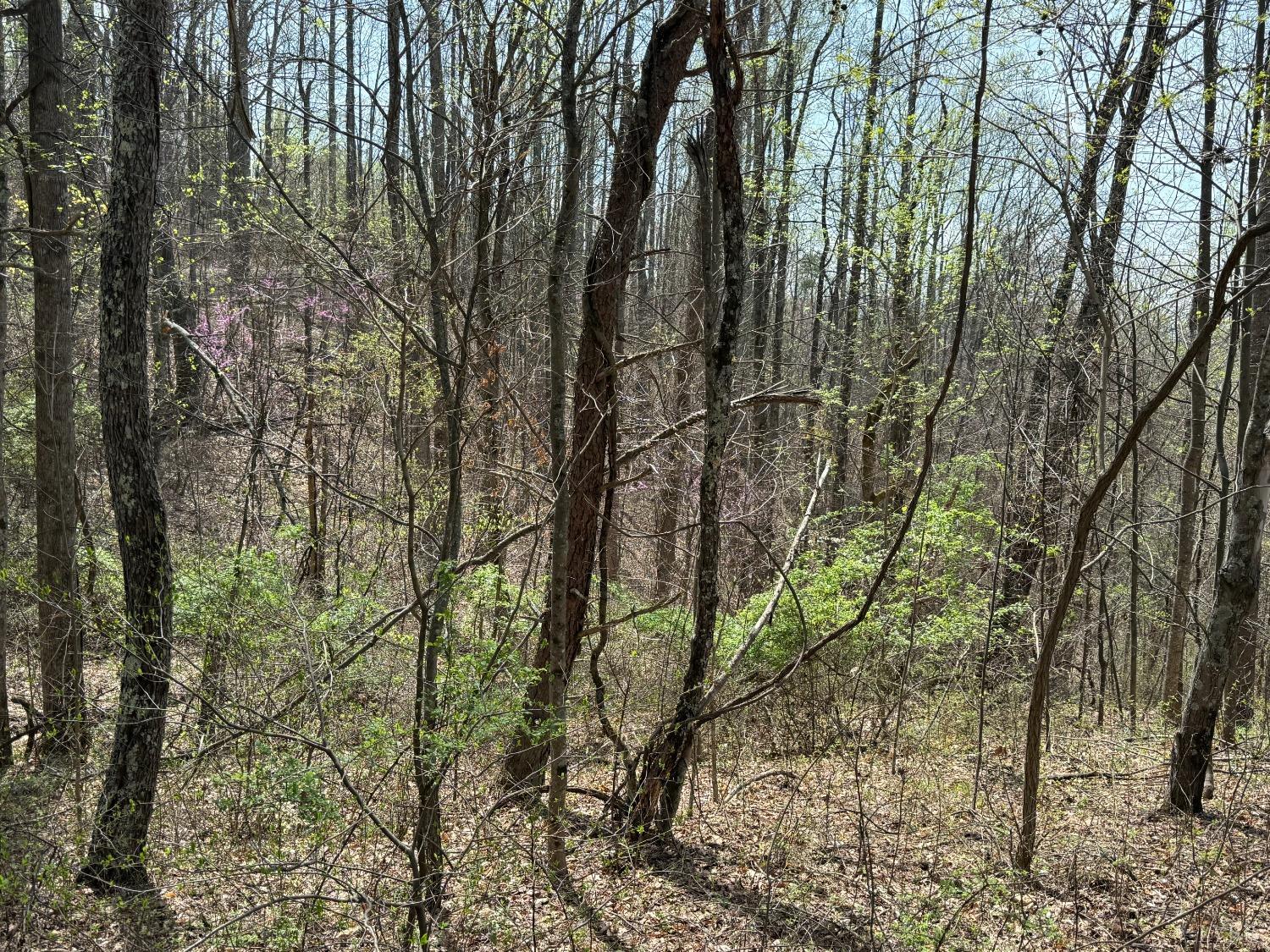 Murray Hollow Road, Thaxton, Virginia image 9