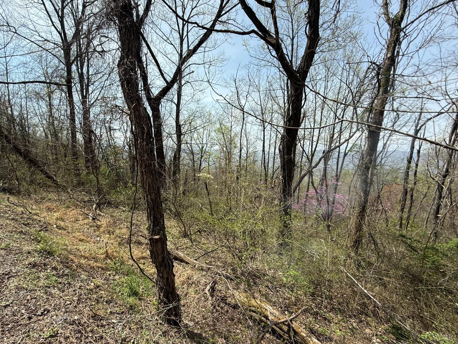 Murray Hollow Road, Thaxton, Virginia image 8